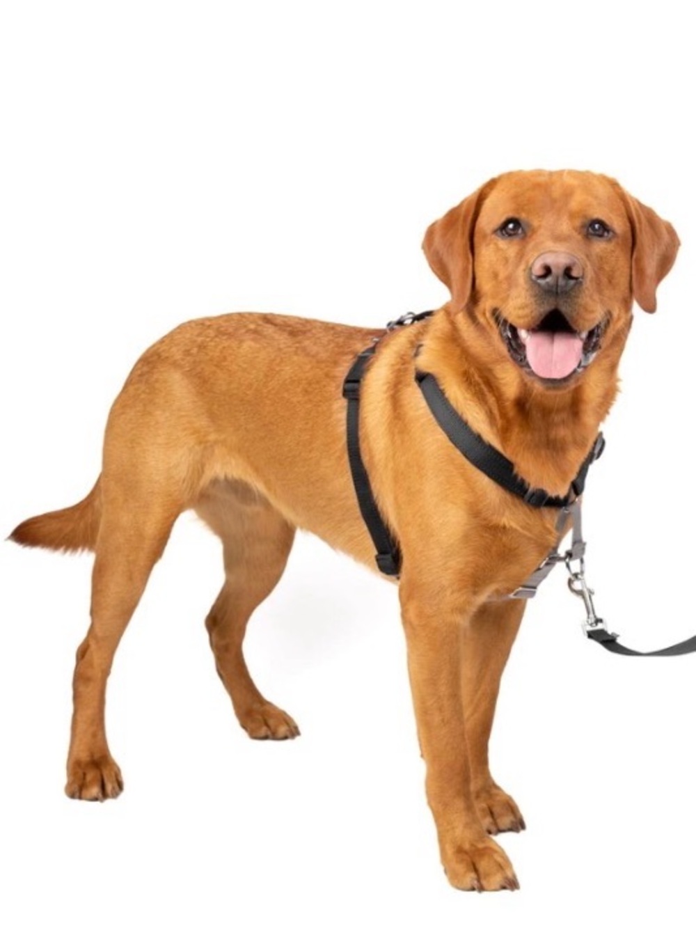 PetSafe 3 in 1 Harness Black Medium